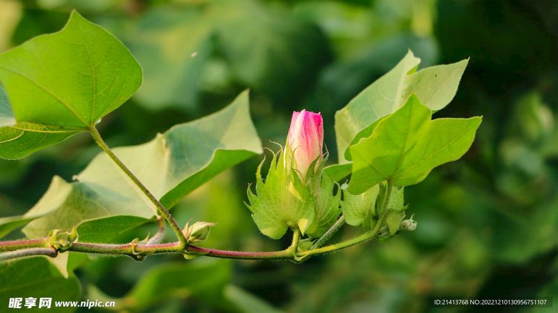 选择困难症怎么办？心理咨询师给你说几句真心话